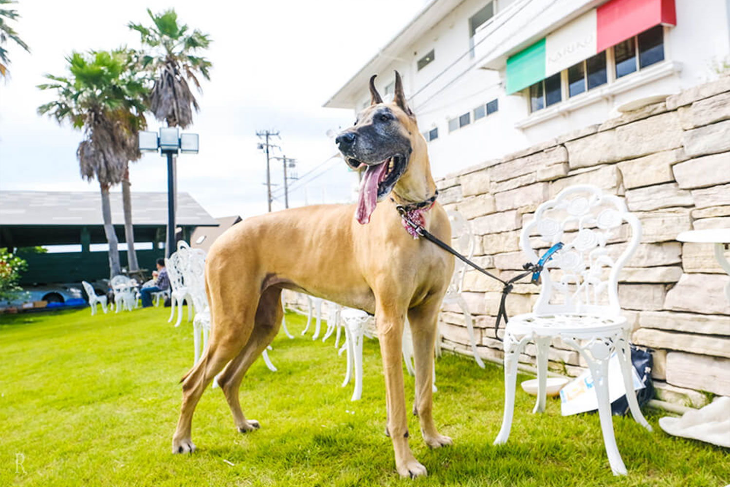 犬種制限なし！大型犬もOK