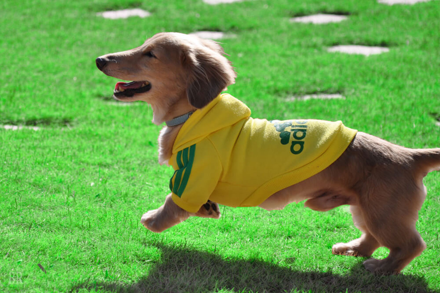 ドッグフレンドリーサービスが充実