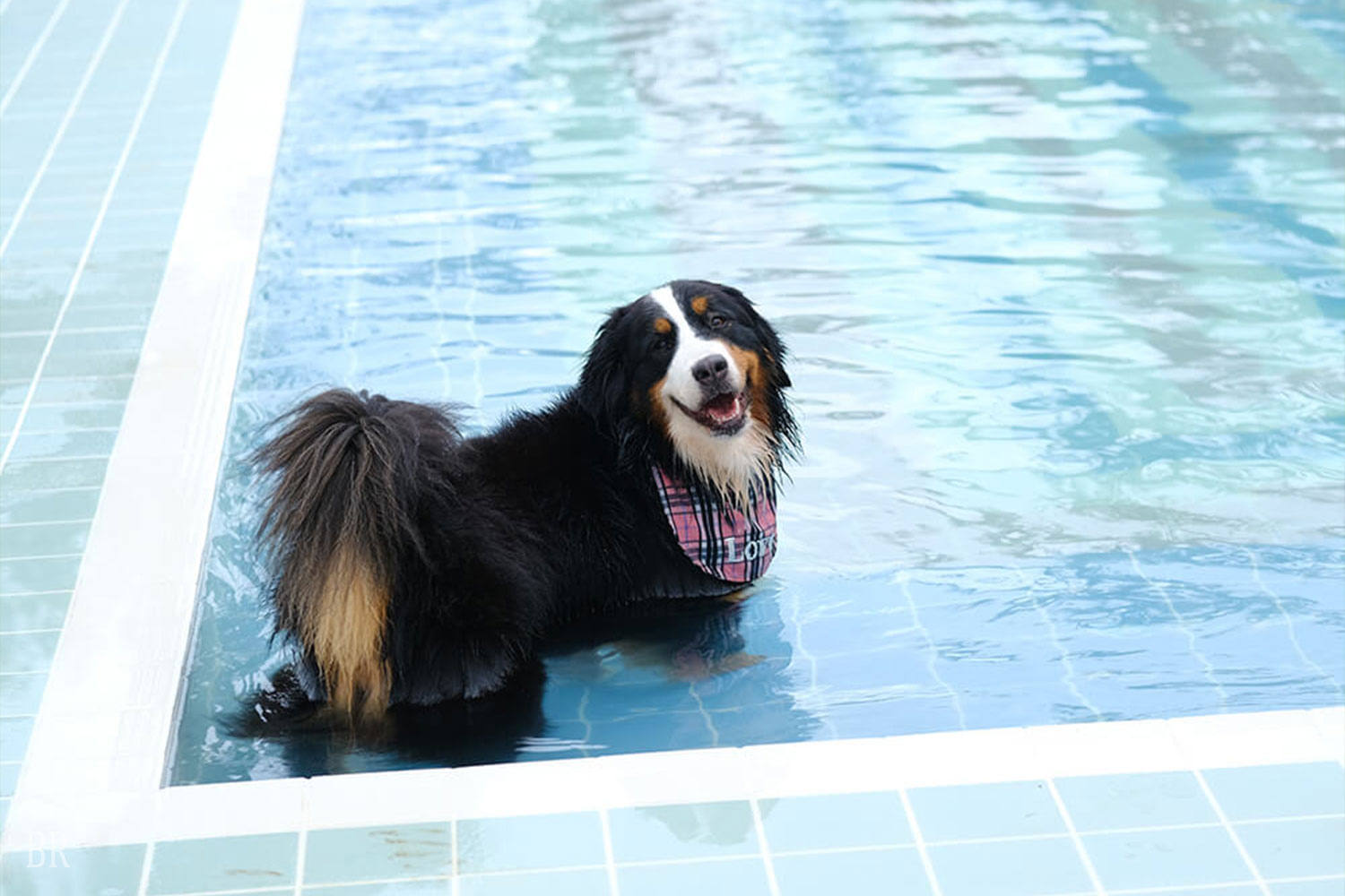 ドッグフレンドリーサービスが充実